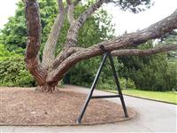 Online arboriculture course; tree care; home study