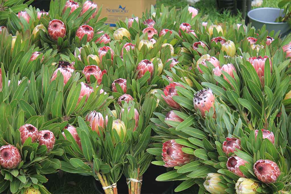 PROTEAS