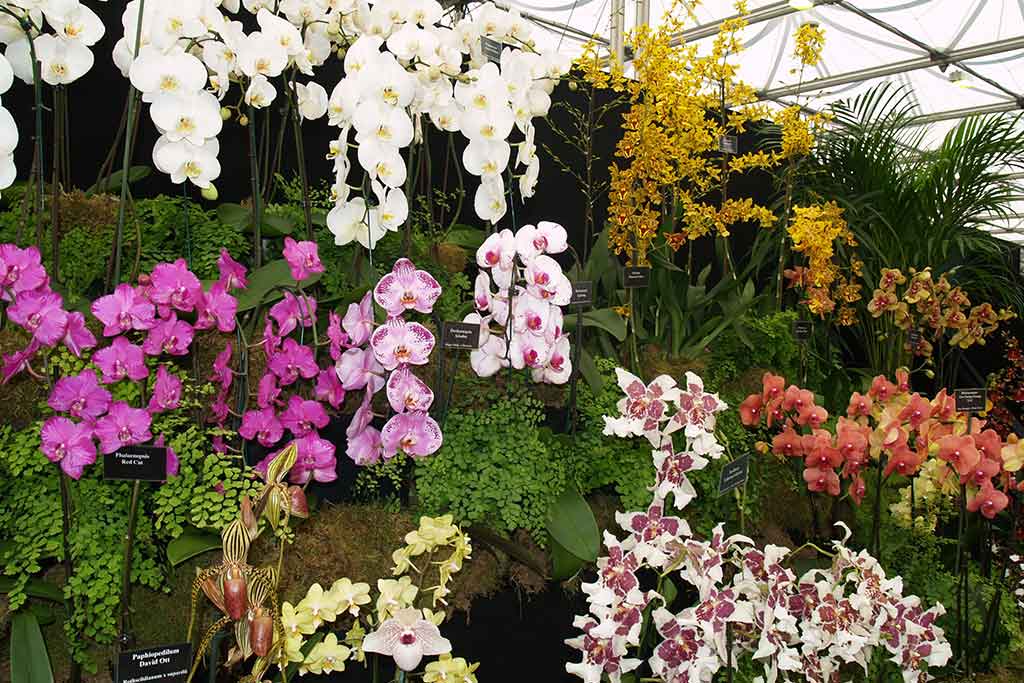 ORCHID CULTURE