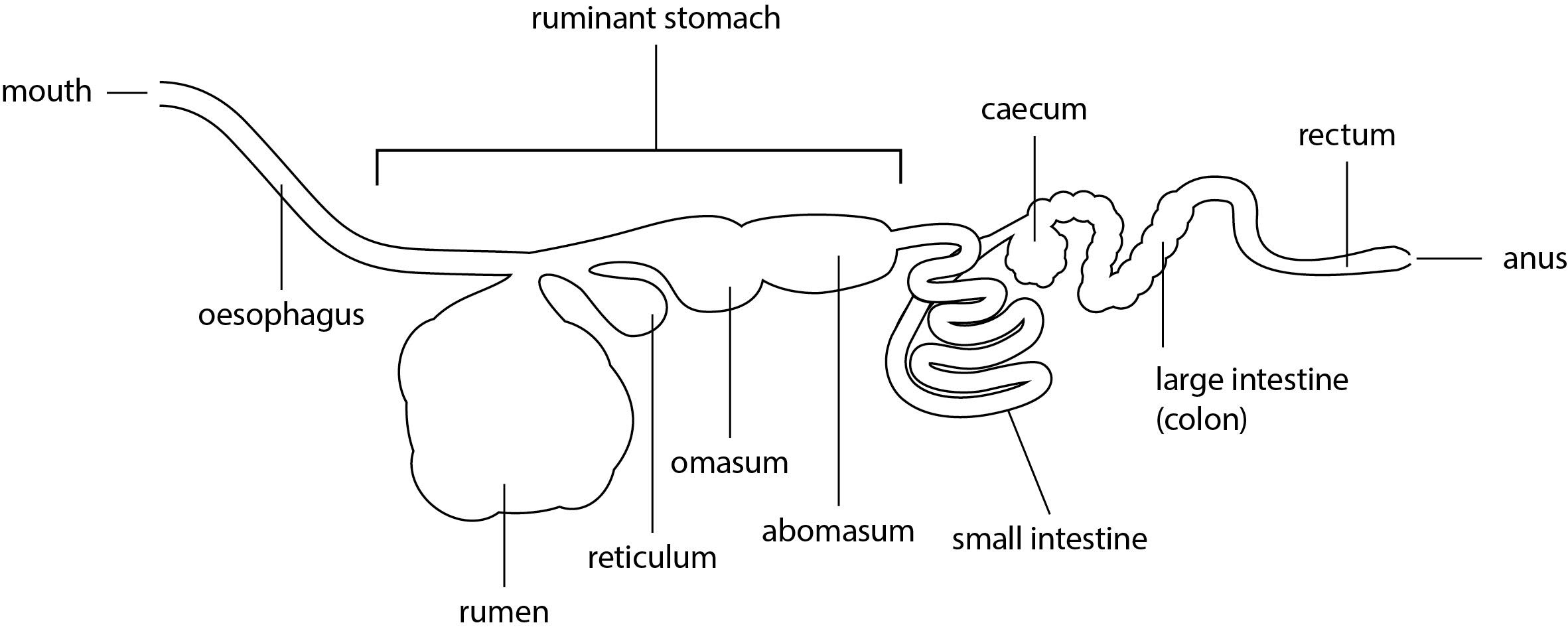 ANIMAL HUSBANDRY I