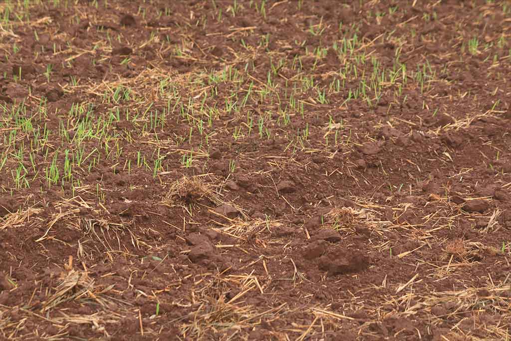 SOIL MANAGEMENT - CROPS