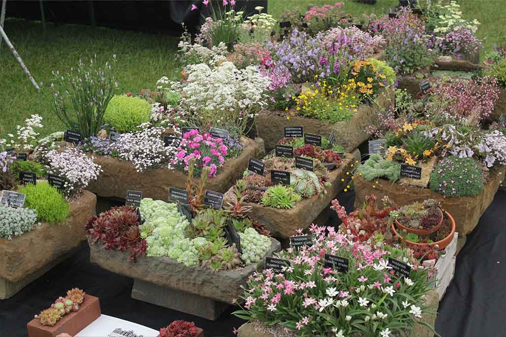 CERTIFICATE IN PLANTSMANSHIP