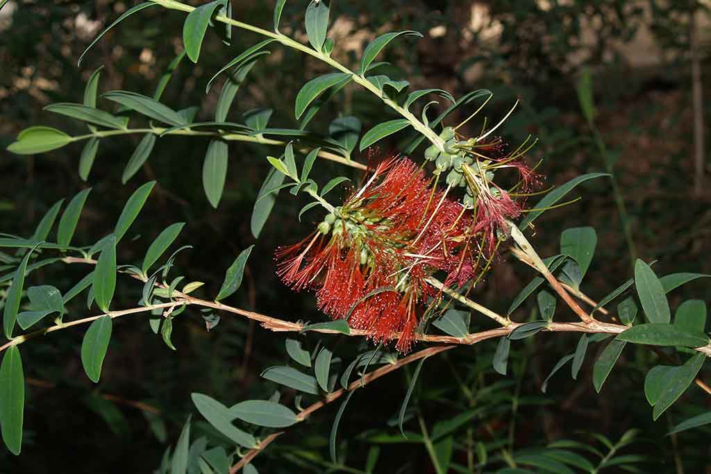 AUSTRALIAN NATIVES II