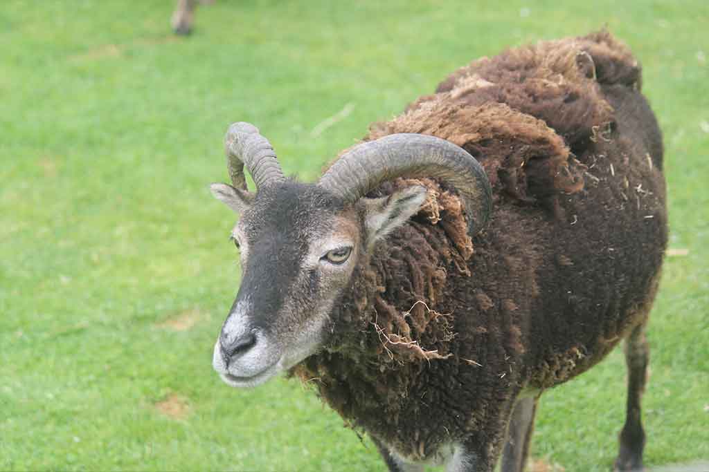 SHEEP HUSBANDRY