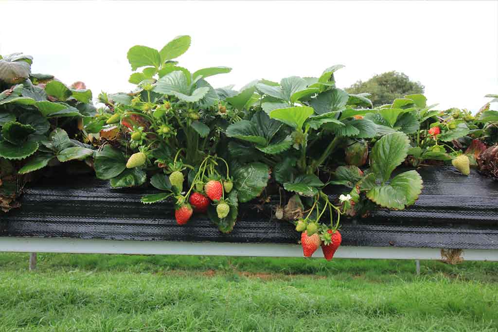 BERRY PRODUCTION