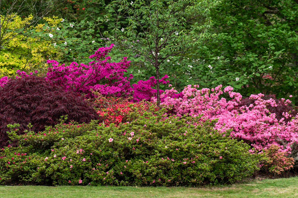 FLOWERING SHRUBS