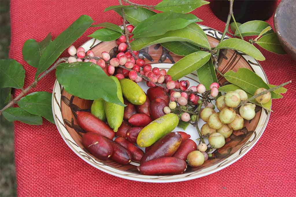 BUSH TUCKER PLANTS