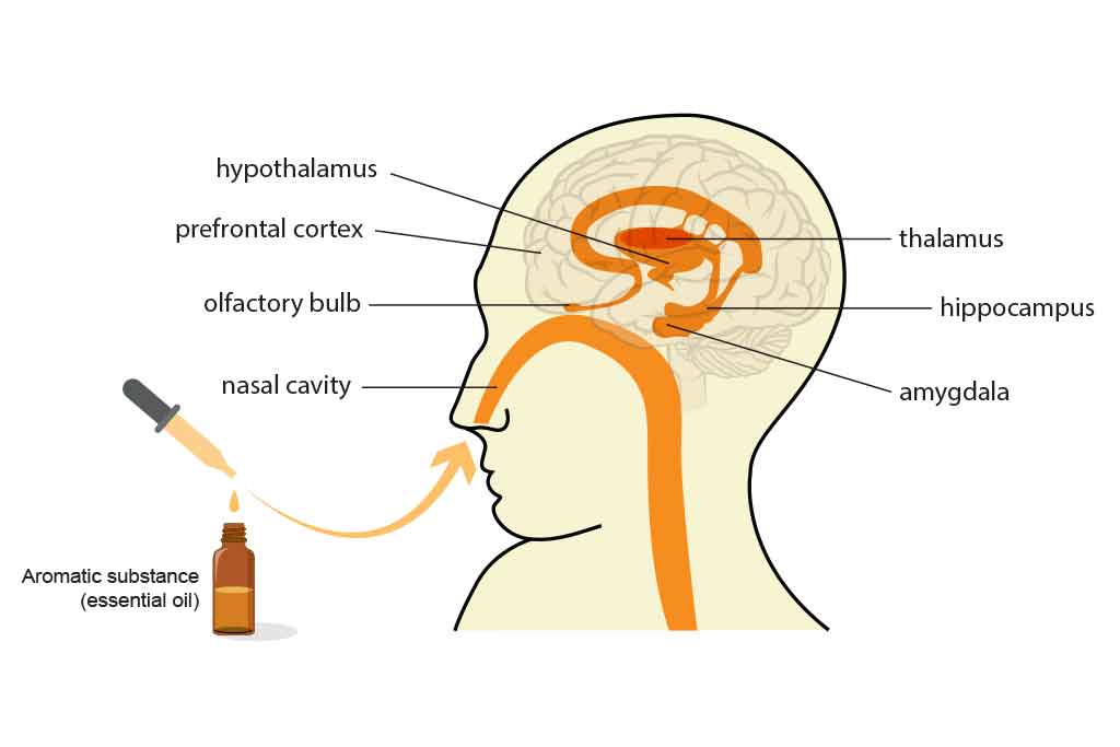 AROMATHERAPY II -Health Applications