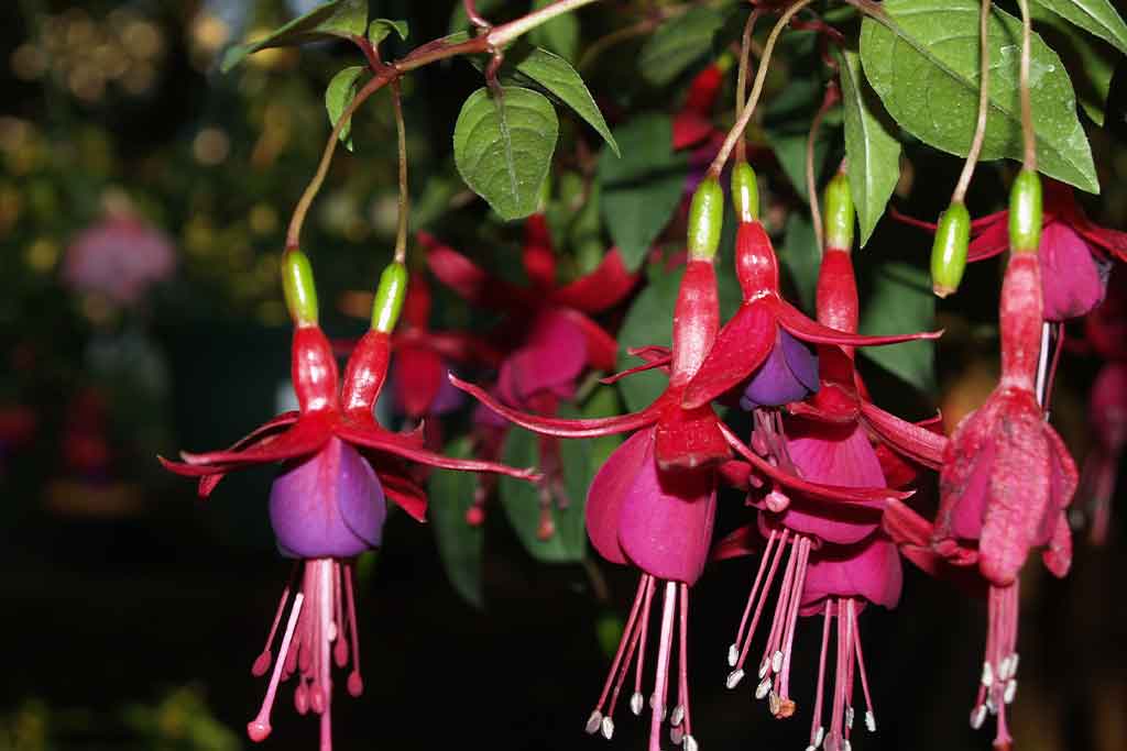 FUCHSIAS  VHT112