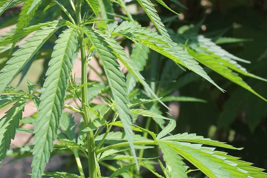 Certificate in Hydroponics