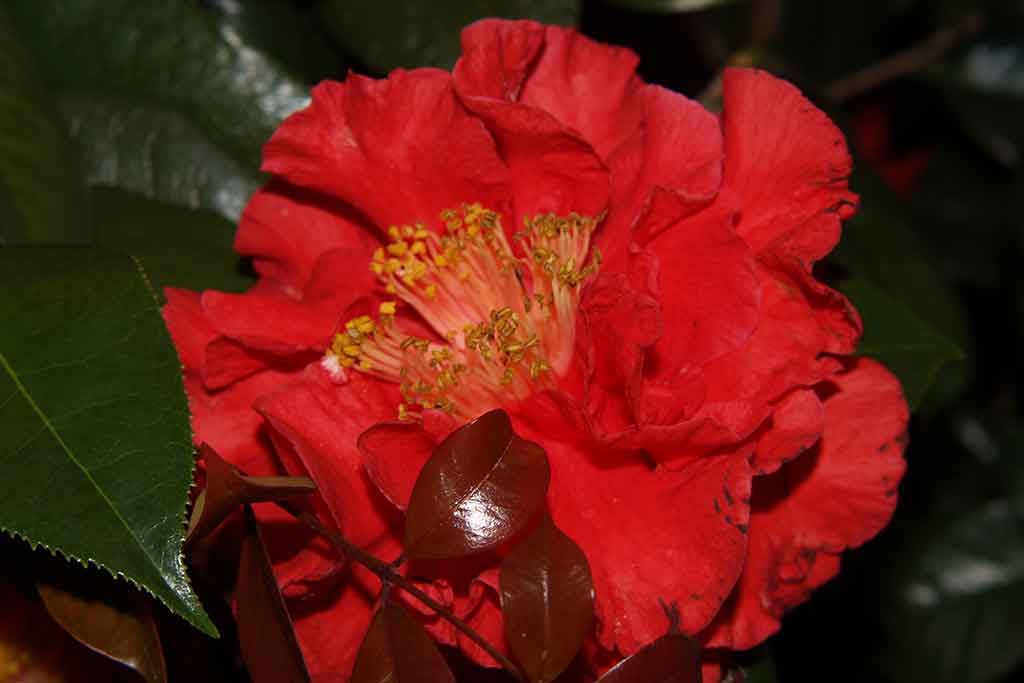 GROWING CAMELLIAS