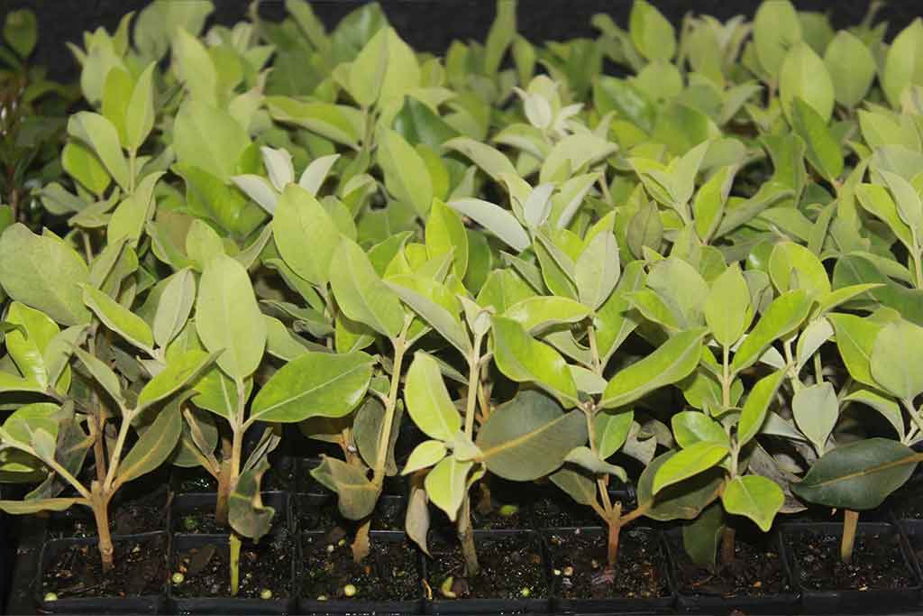 Cutting Propagation
