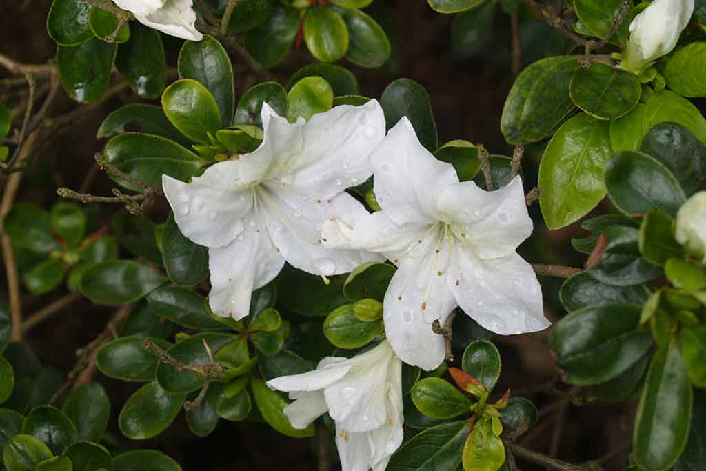 AZALEAS and RHODODENDRONS