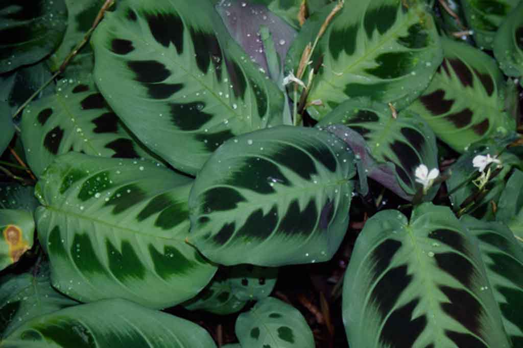 INTERIOR PLANTS (Indoor Plants)