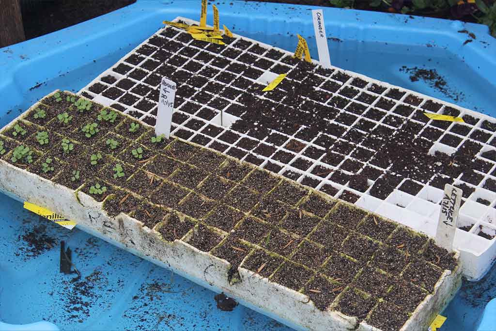 CERTIFICATE IN HORTICULTURE (PROPAGATION) VHT002