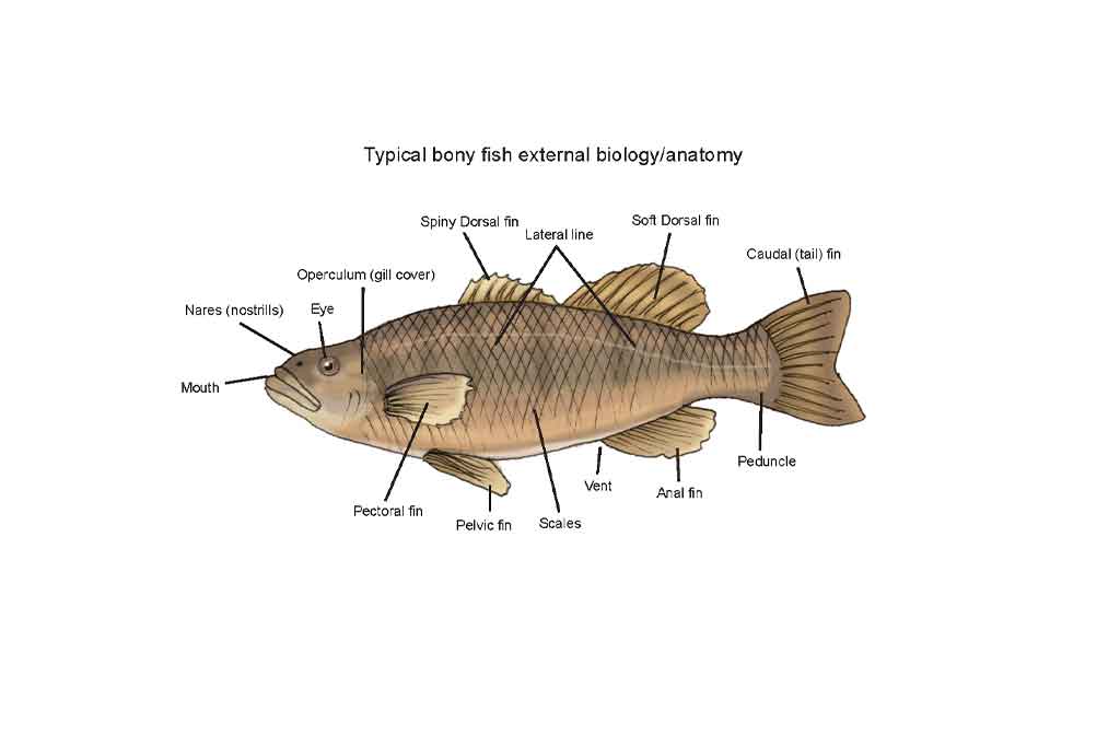 Aquaculture Distance Education Course