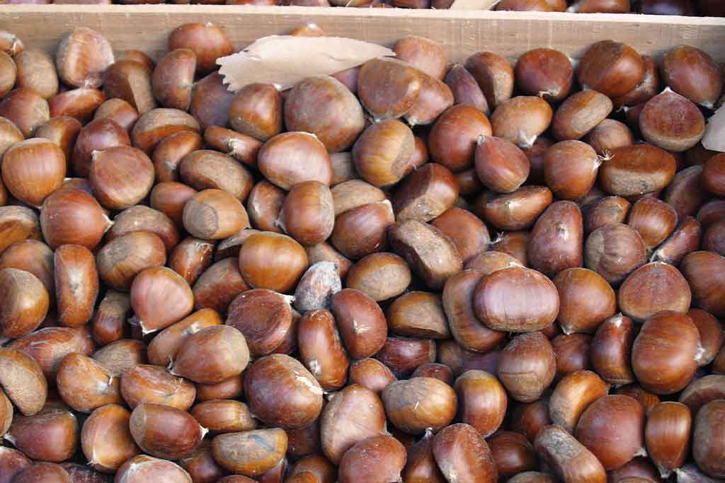 NUT PRODUCTION