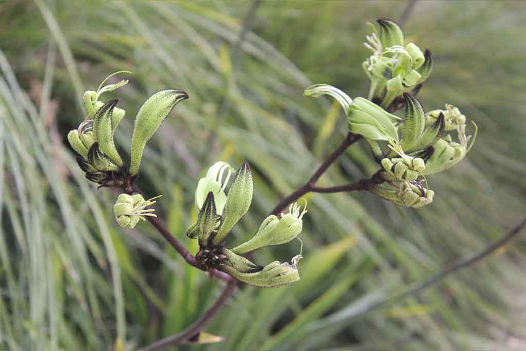 CERTIFICATE IN AUSTRALIAN NATIVES