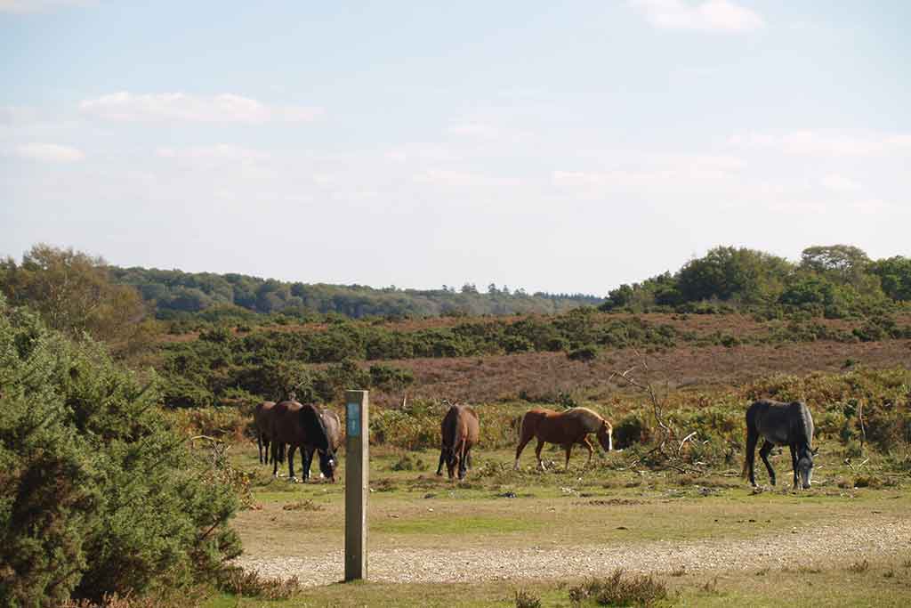 FORAGE MANAGEMENT 