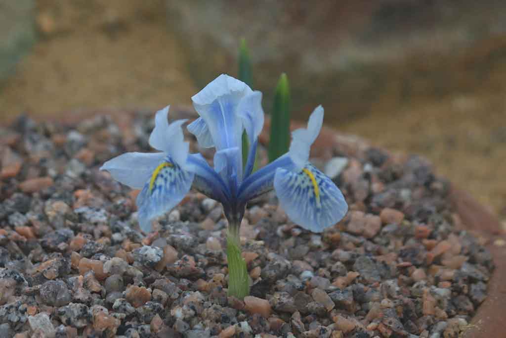 GROWING IRIS VHT111