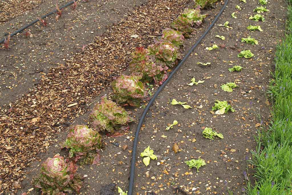 IRRIGATION - CROPS