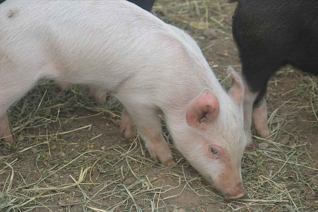 PIG HUSBANDRY