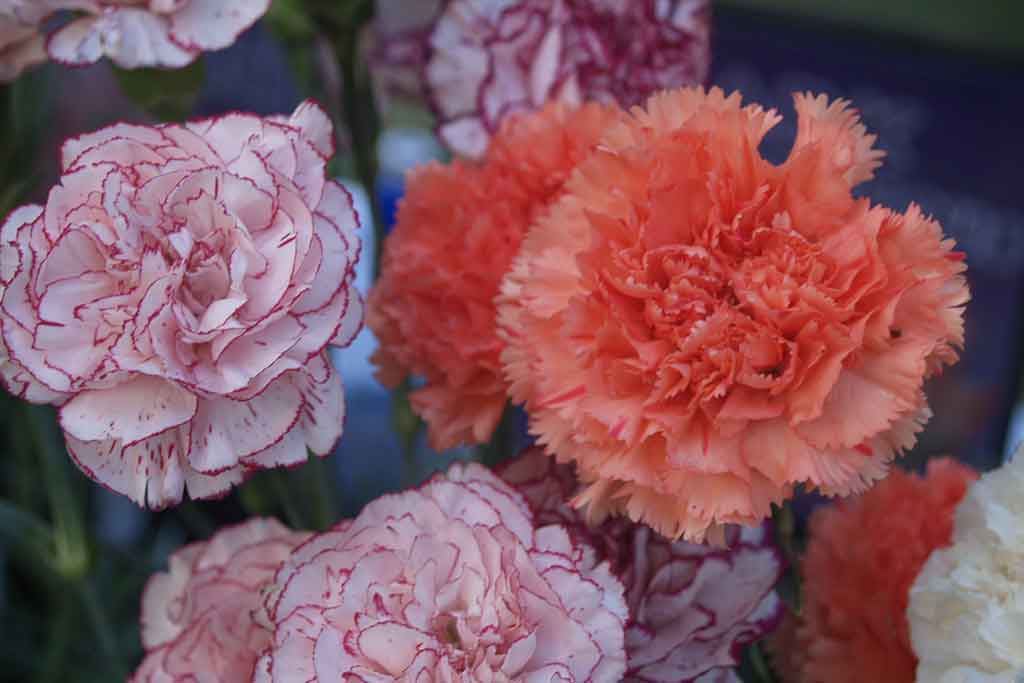 GROWING CARNATIONS 