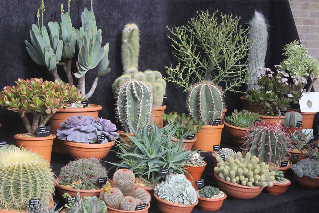 CACTI & SUCCULENTS  VHT108