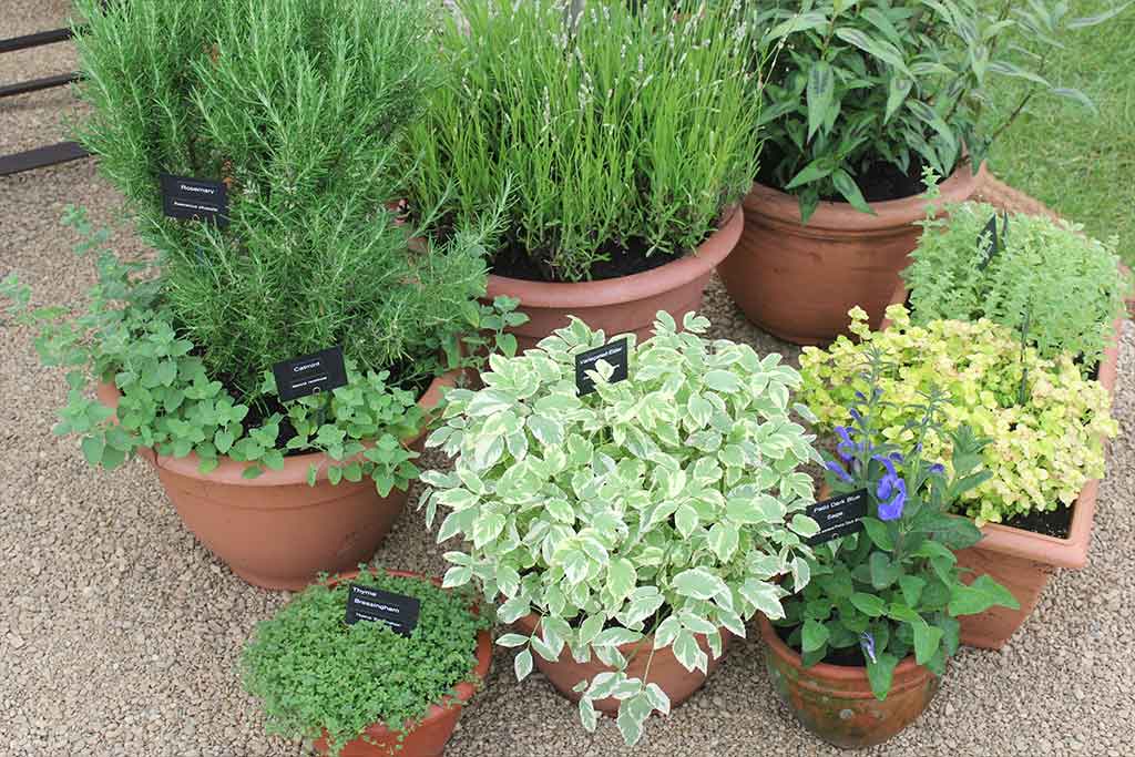 CERTIFICATE IN HERBS