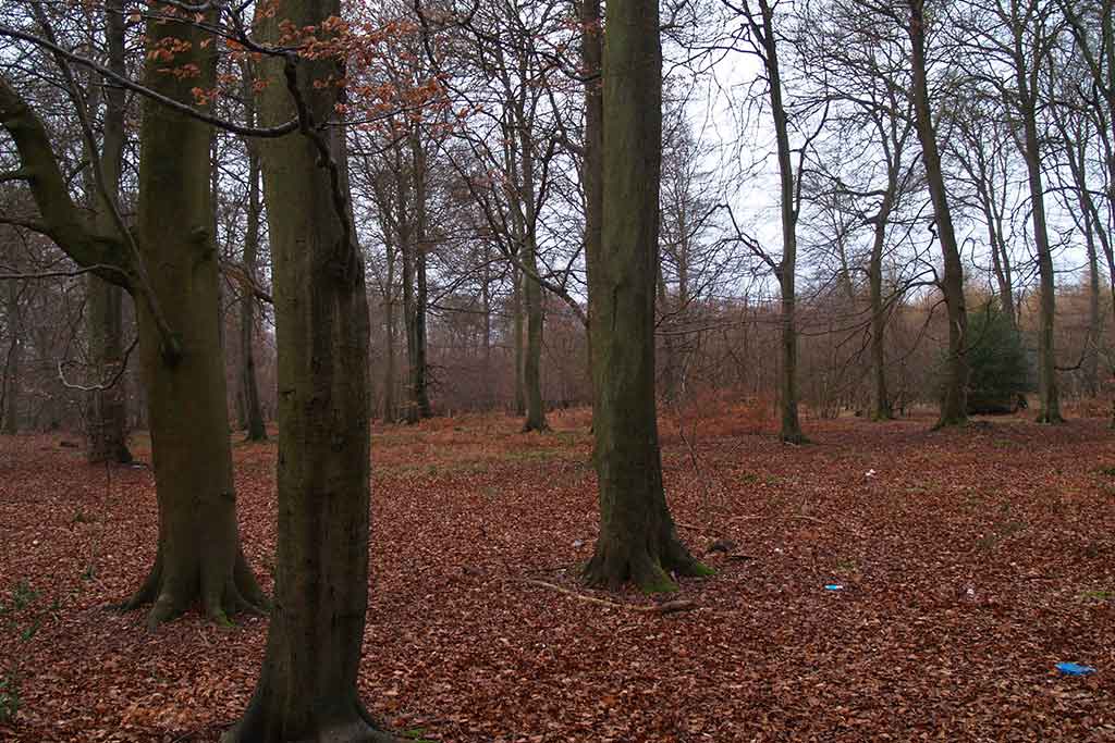 DECIDUOUS TREES