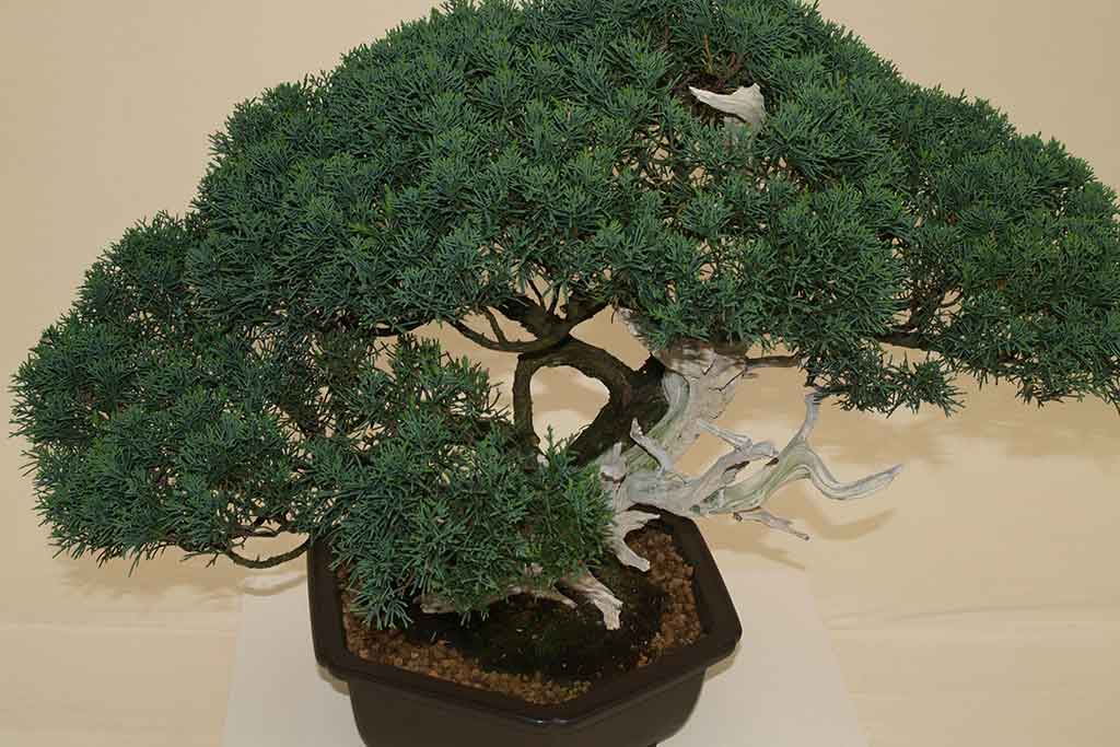 BONSAI