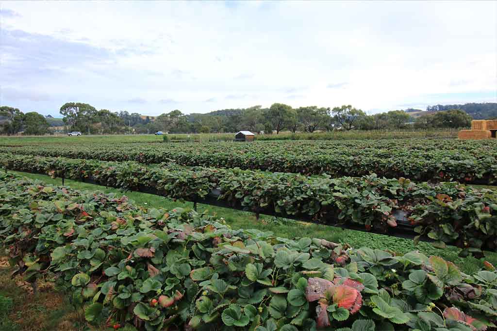 CERTIFICATE IN RURAL HORTICULTURE