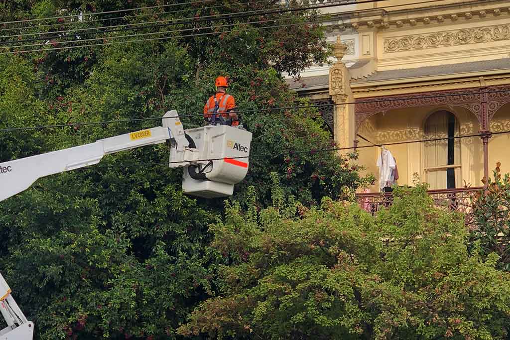 ADVANCED CERTIFICATE IN APPLIED MANAGEMENT (ARBORICULTURE)