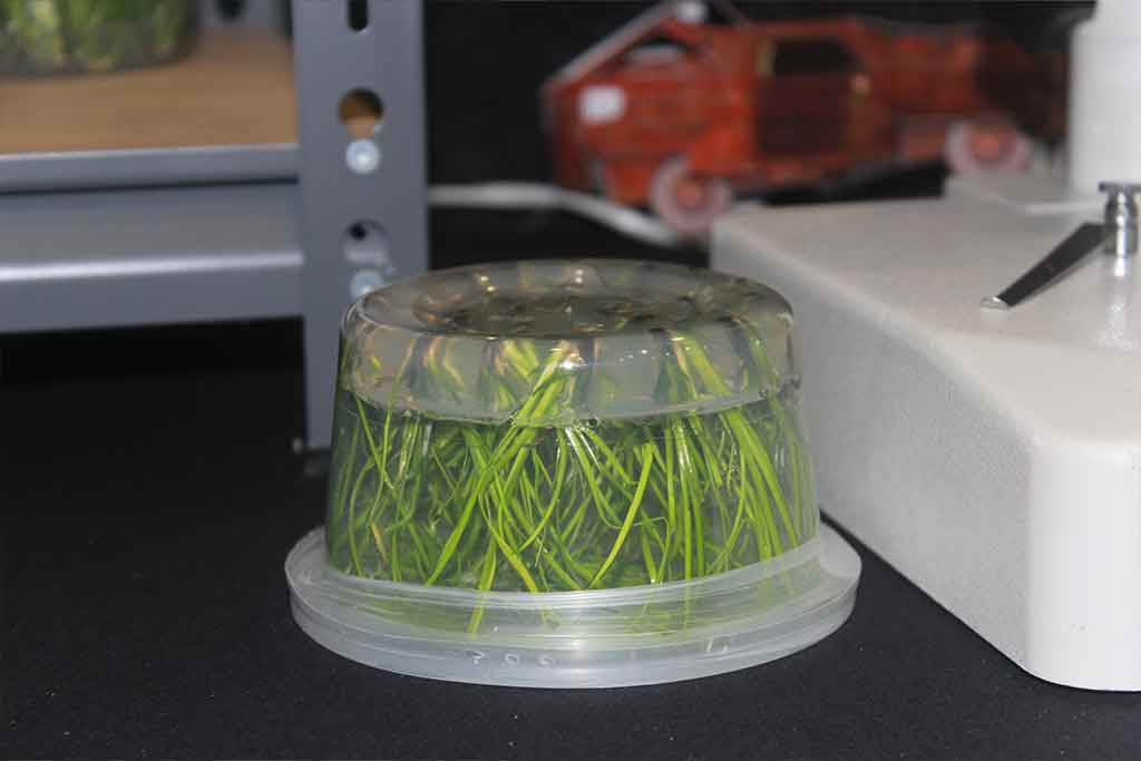 TISSUE CULTURE