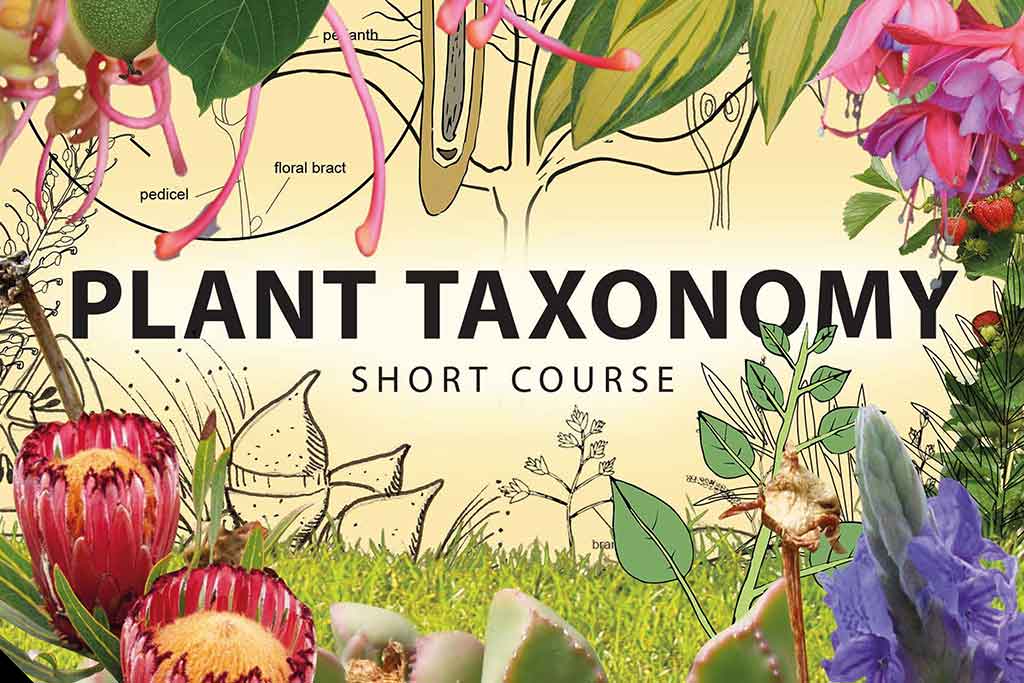 Plant Taxonomy 