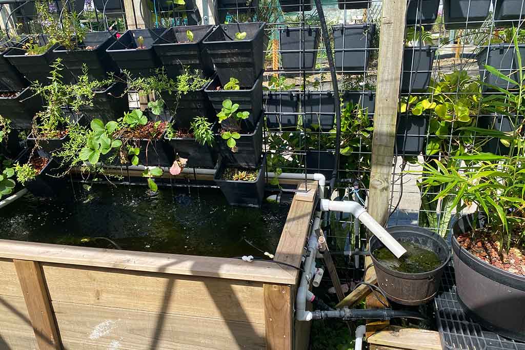 AQUAPONICS