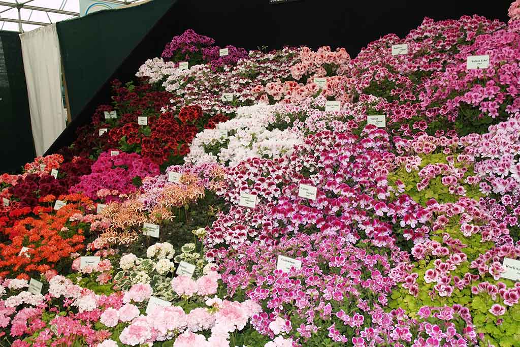 GERANIUMS & PELARGONIUMS