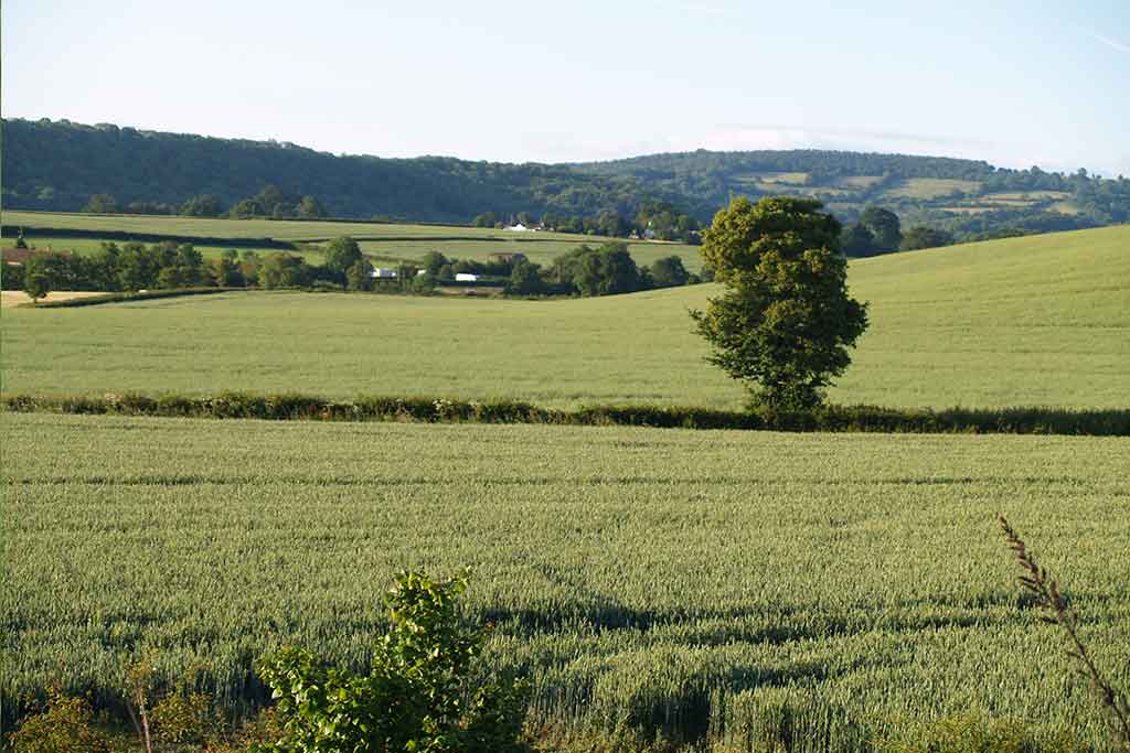 CEREALS AND GRAINS - Agronomy II