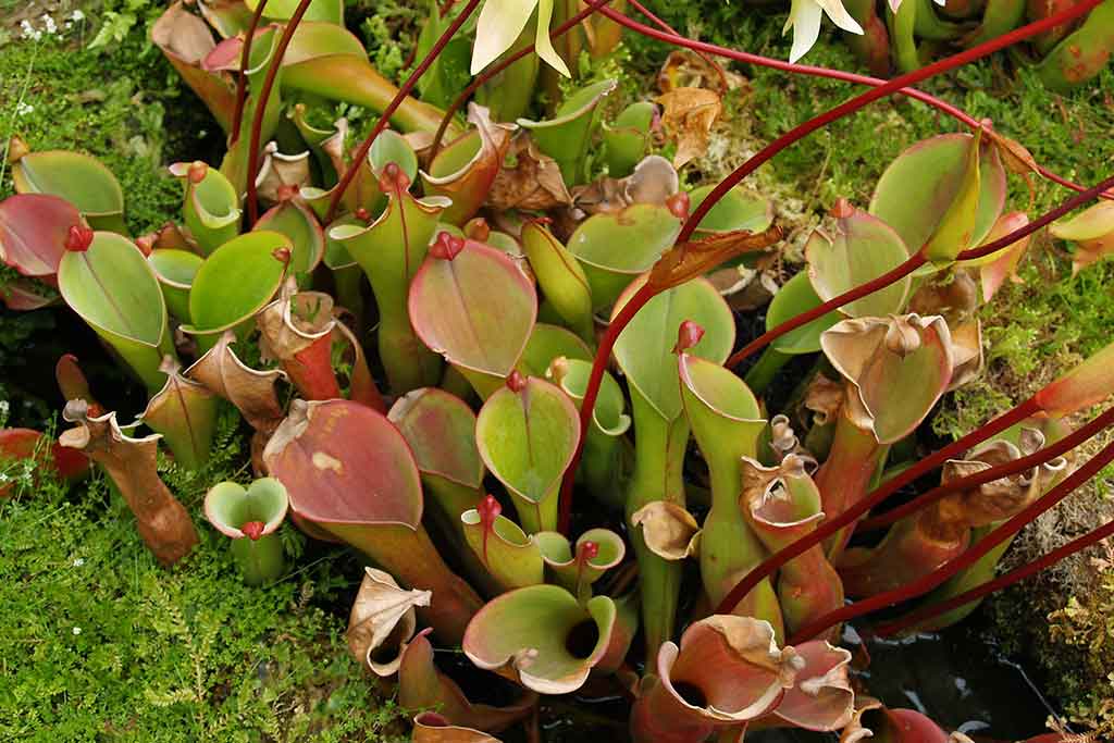 CARNIVOROUS PLANTS  VHT107