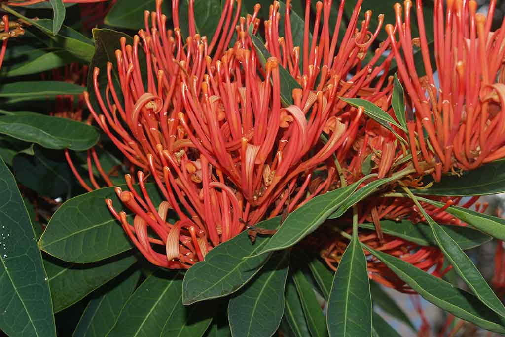 AUSTRALIAN NATIVE TREES