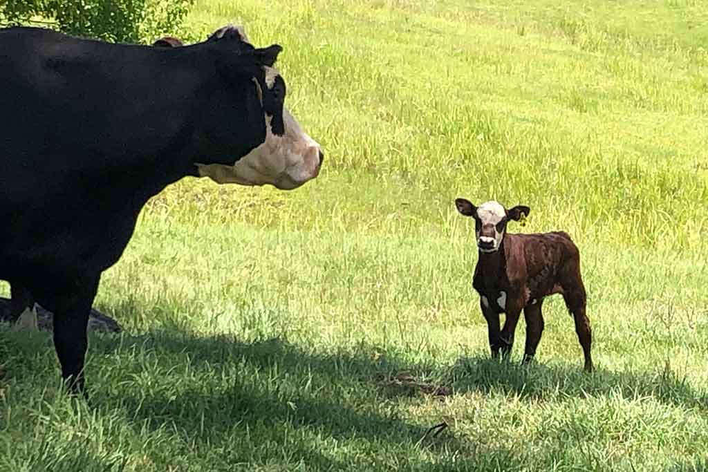 CERTIFICATE IN ALTERNATIVE FARMING   VSS003