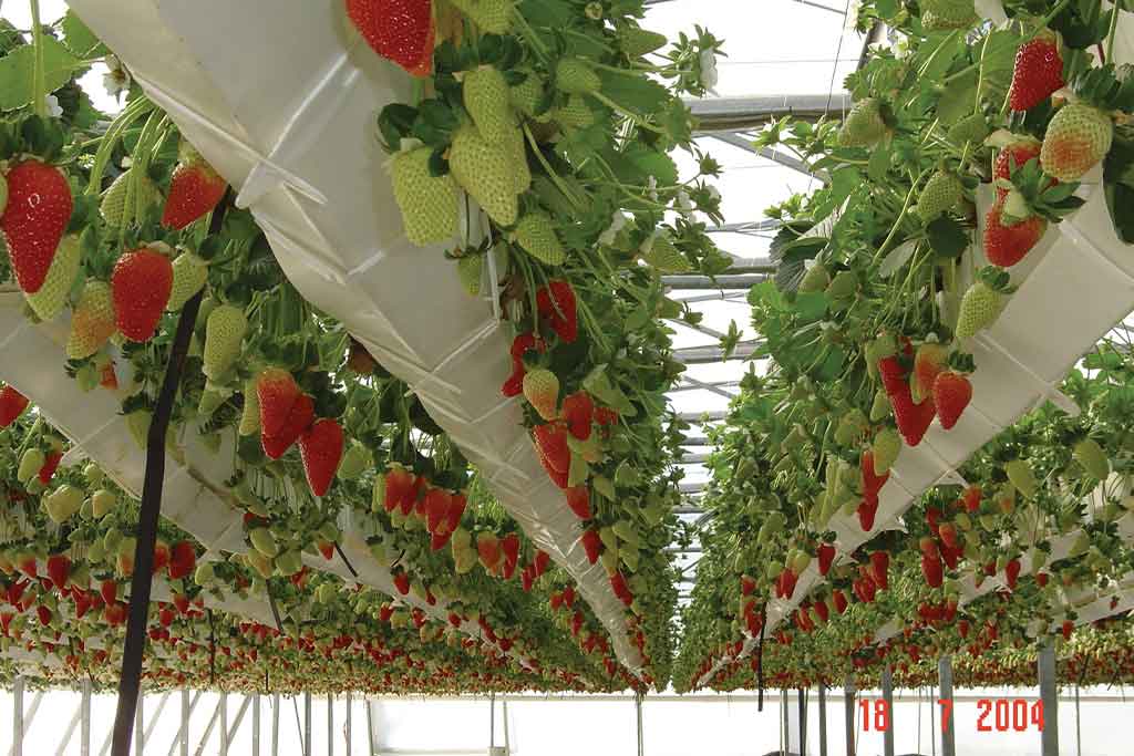 CERTIFICATE IN HYDROPONICS