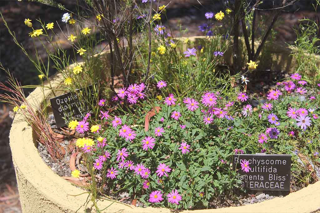 AUSTRALIAN NATIVES I