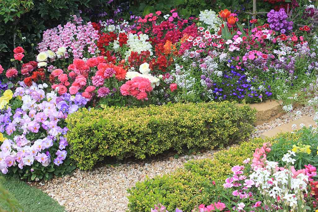 GROWING ANNUALS