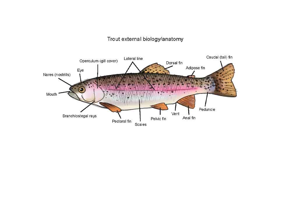 AQUACULTURE IN FRESHWATER