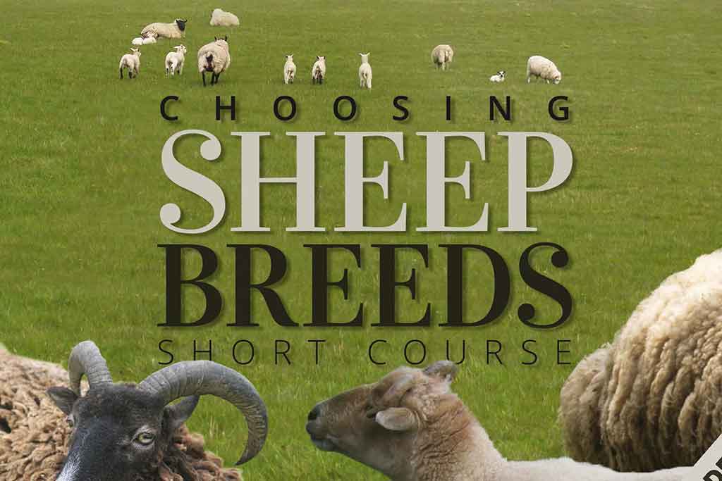 Sheep Breeds