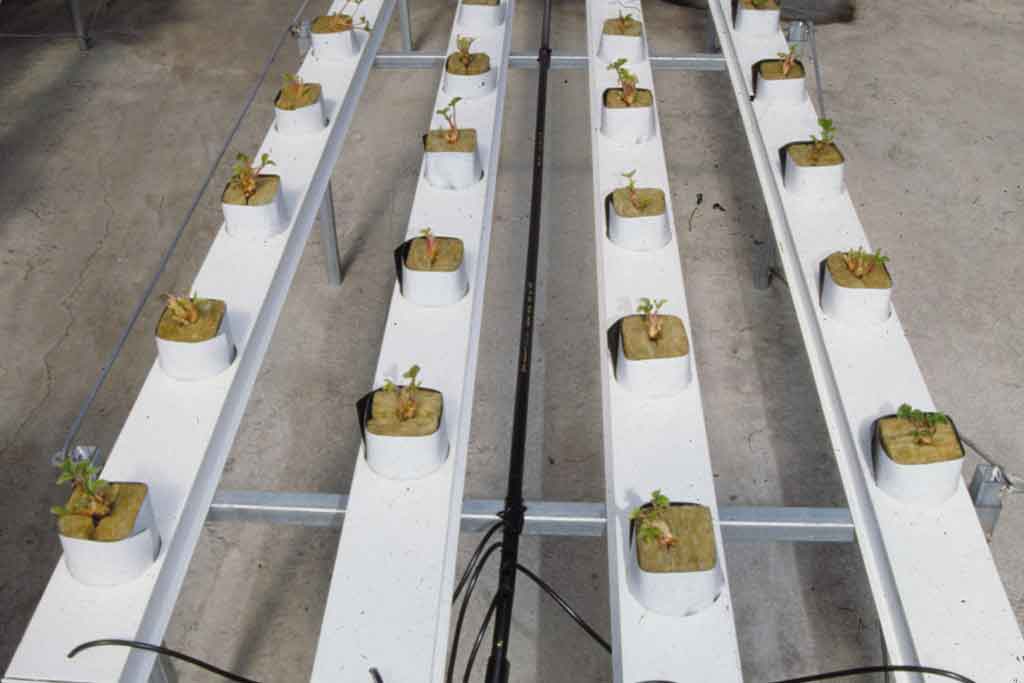 CERTIFICATE IN HYDROPONICS