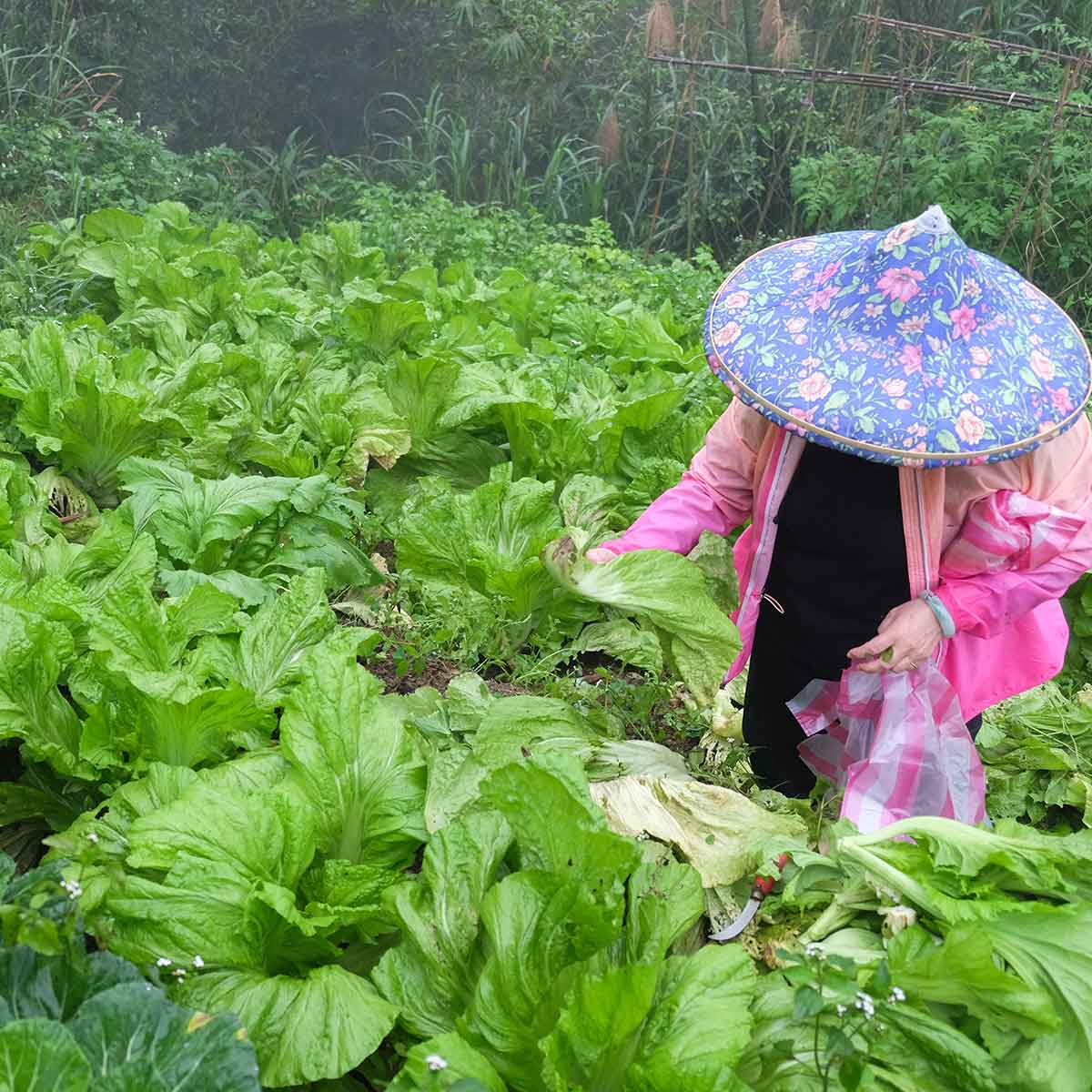 GROWING EDIBLE GREENS