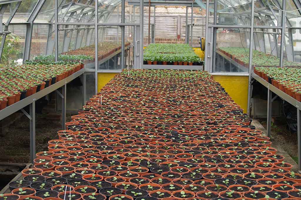 GREENHOUSE MANAGEMENT