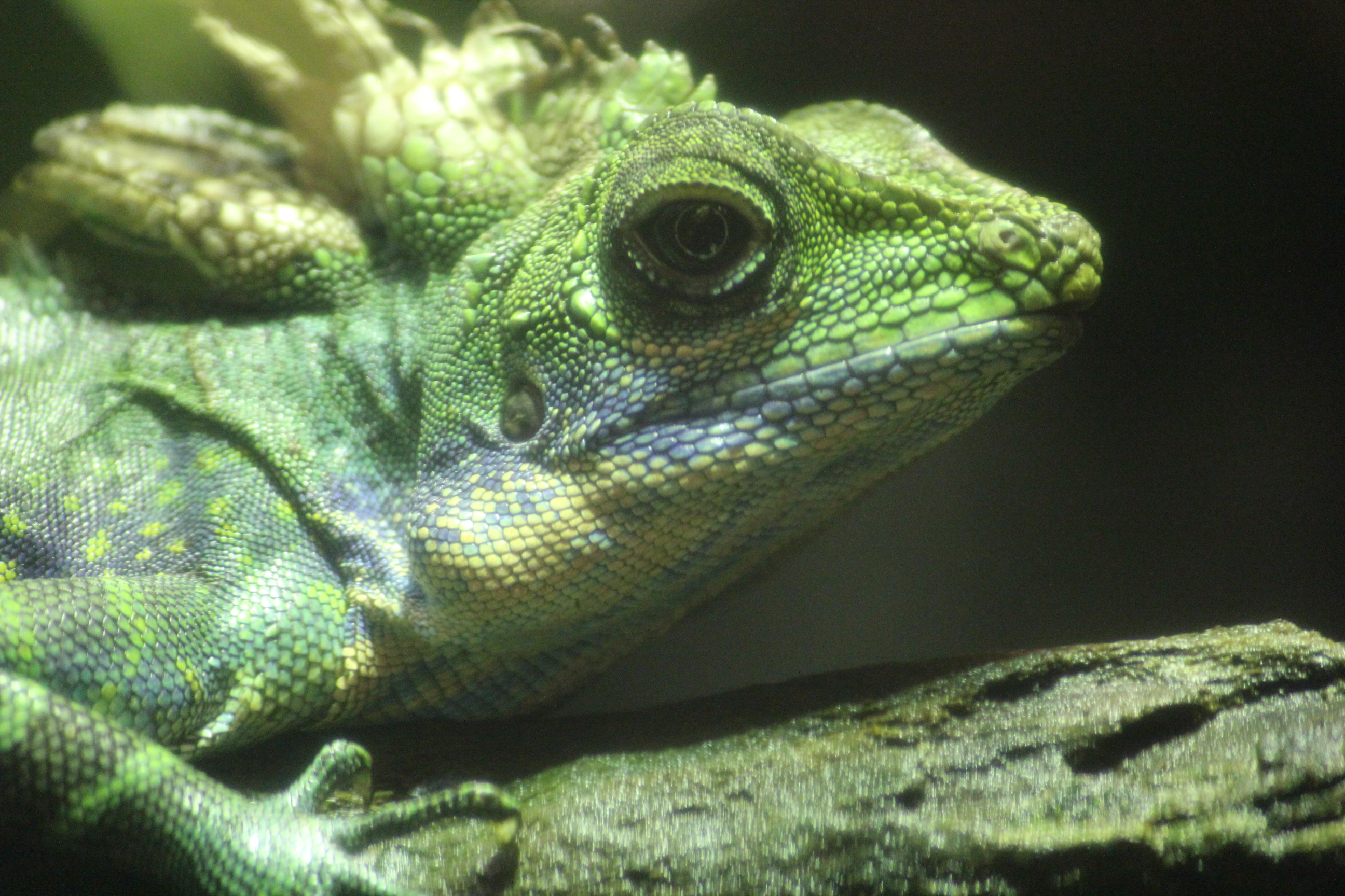 HERPETOLOGY - Amphibians and Reptiles